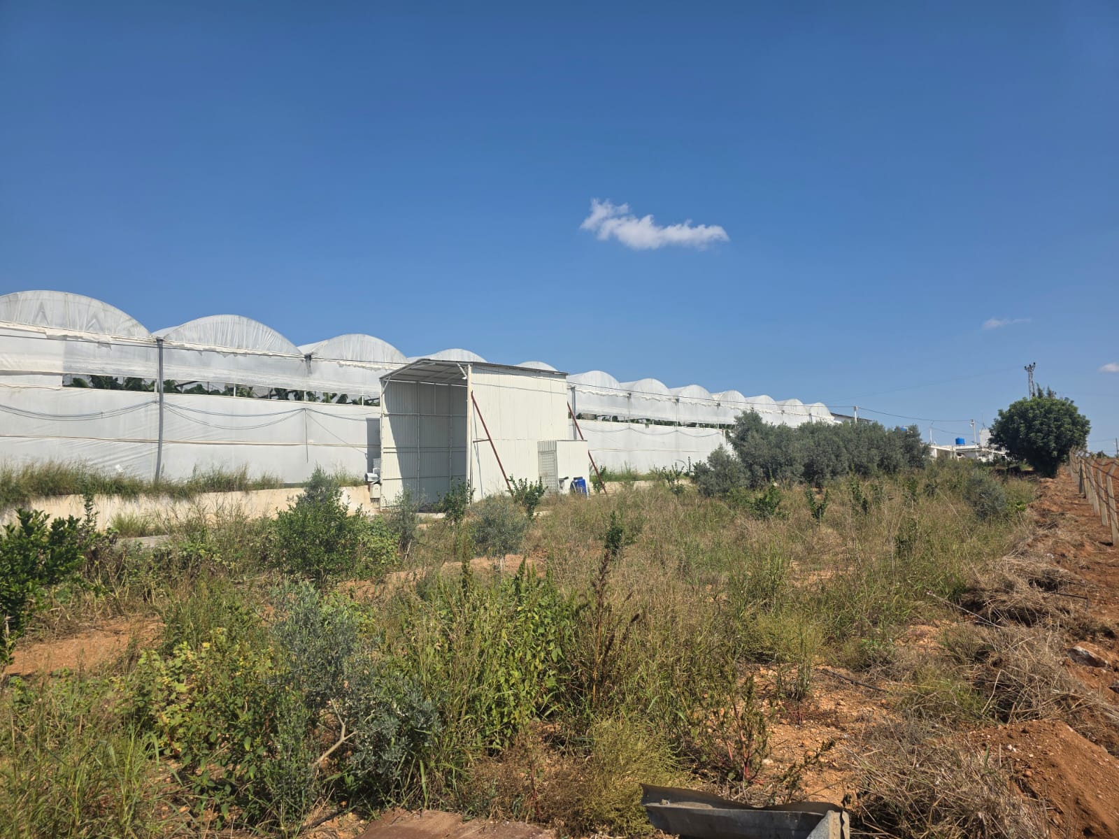 Mirtav Tavukçuluk