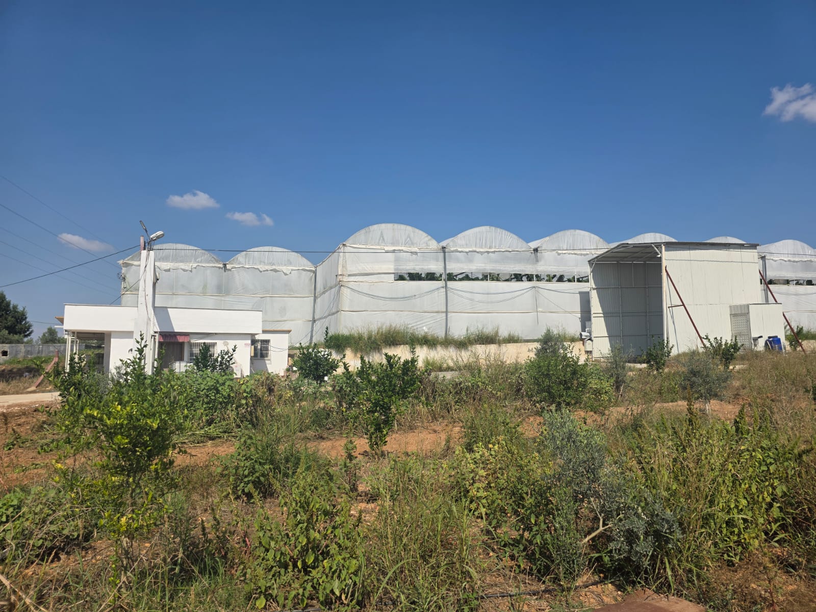 Mirtav Tavukçuluk